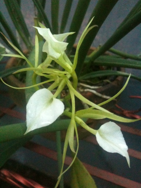 Orchid Photo for today, Brassavola Nodosa